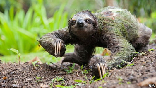 What Slow Living Really Means (and Why Sloths Get It Right)