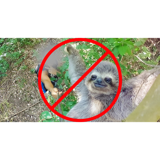 The Hidden Harm of Sloth Selfies: Why Keeping Your Distance Matters
