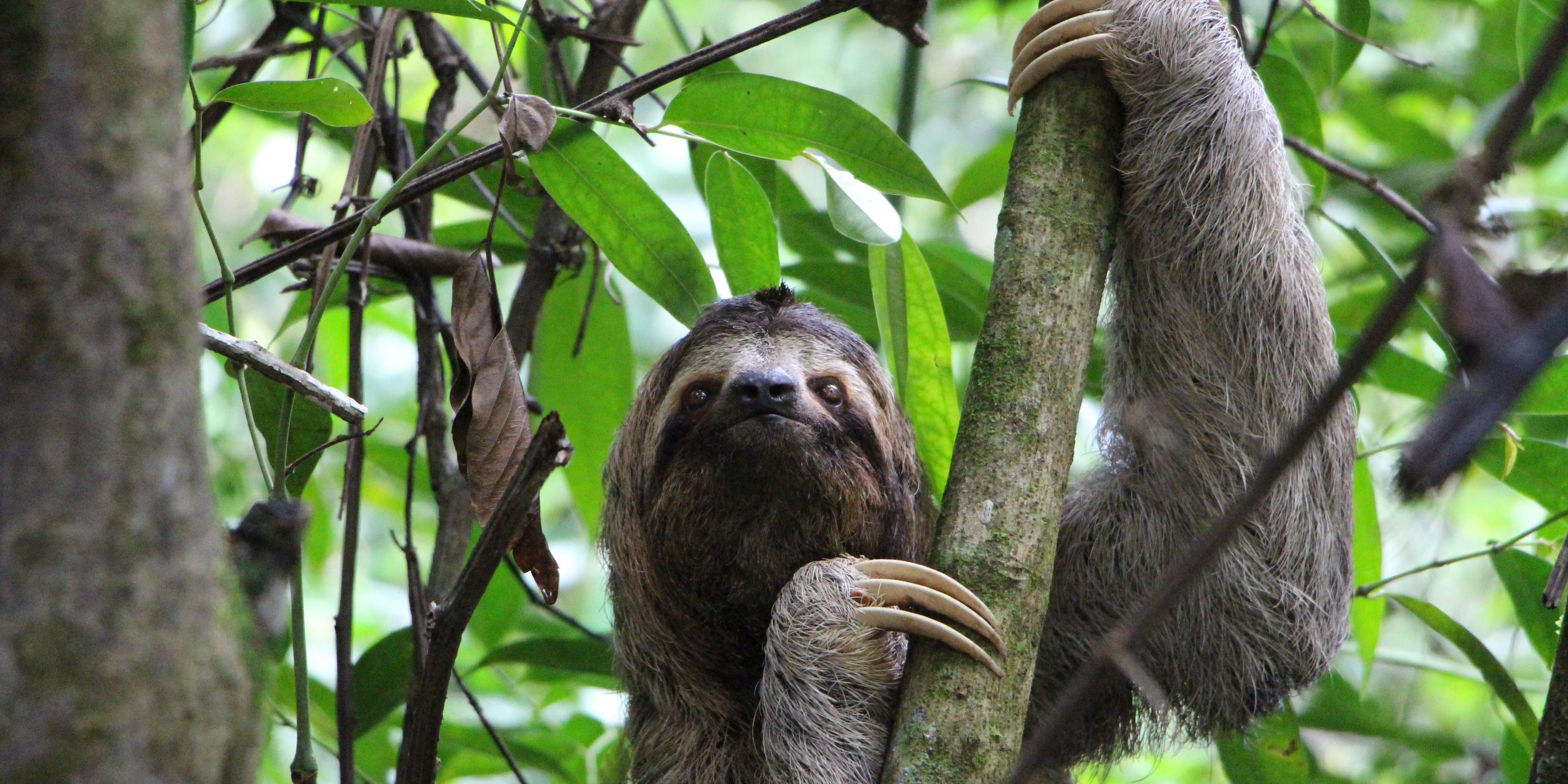 The real MVP – a sloth relaxing in the jungle, reminding us all to take it slow.