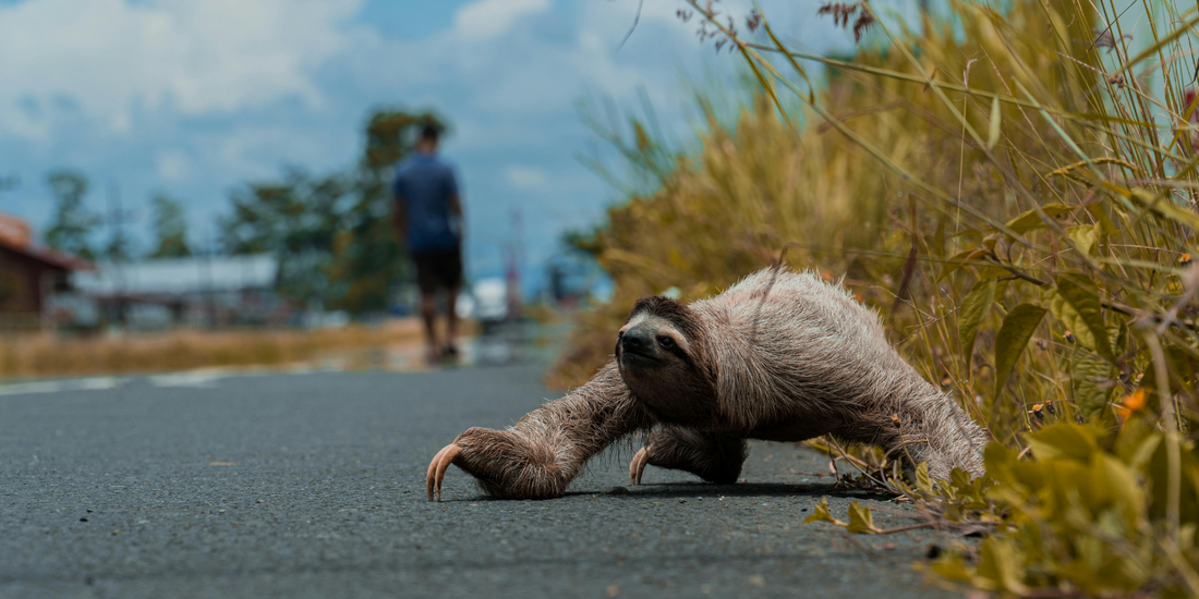 The Plight of Sloths: How Our World Is Changing Theirs