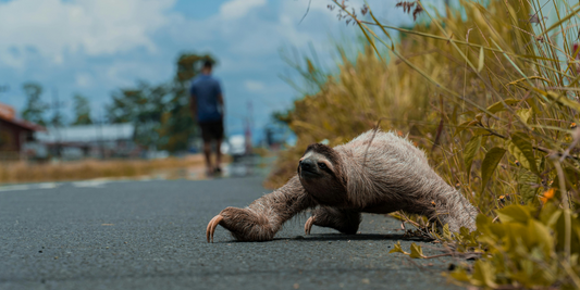 The Plight of Sloths: How Our World Is Changing Theirs