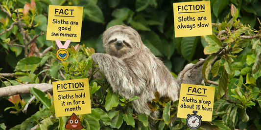 Sloth Myths Busted: What’s Real (and What’s Ridiculously Wrong)