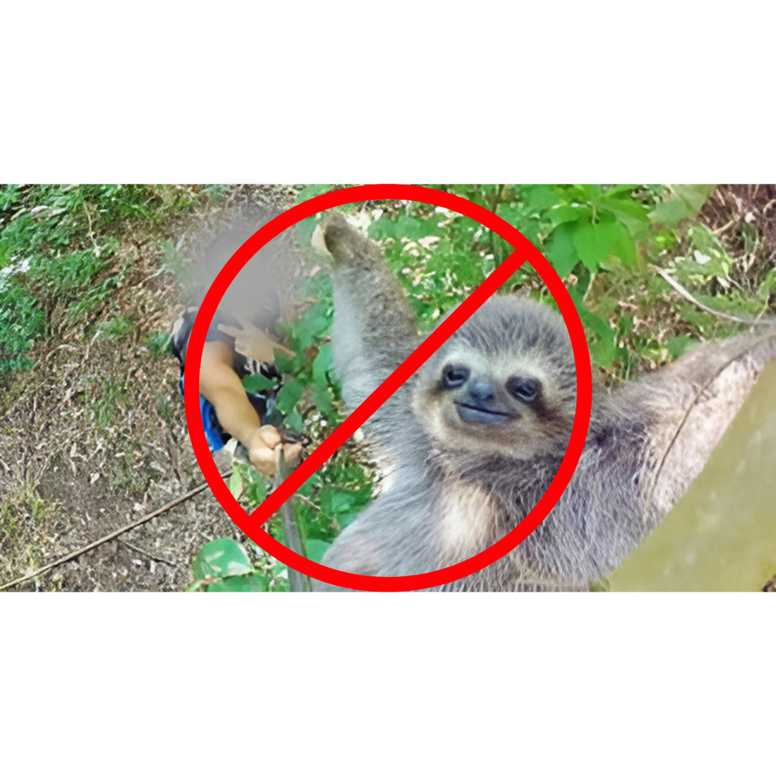 The Hidden Harm of Sloth Selfies: Why Keeping Your Distance Matters